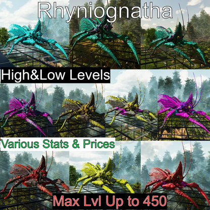 Buy Rhyniognatha / Rhynio Various Colours and Stats