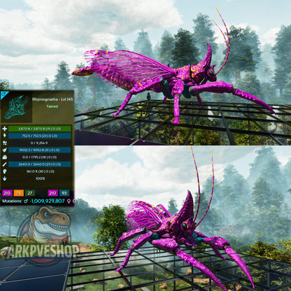 Buy Rhyniognatha / Rhynio Various Colours and Stats