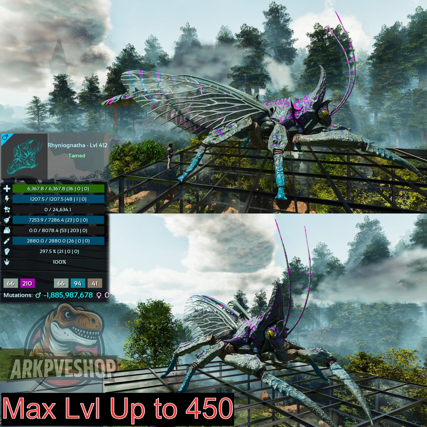 Buy Rhyniognatha / Rhynio Various Colours and Stats