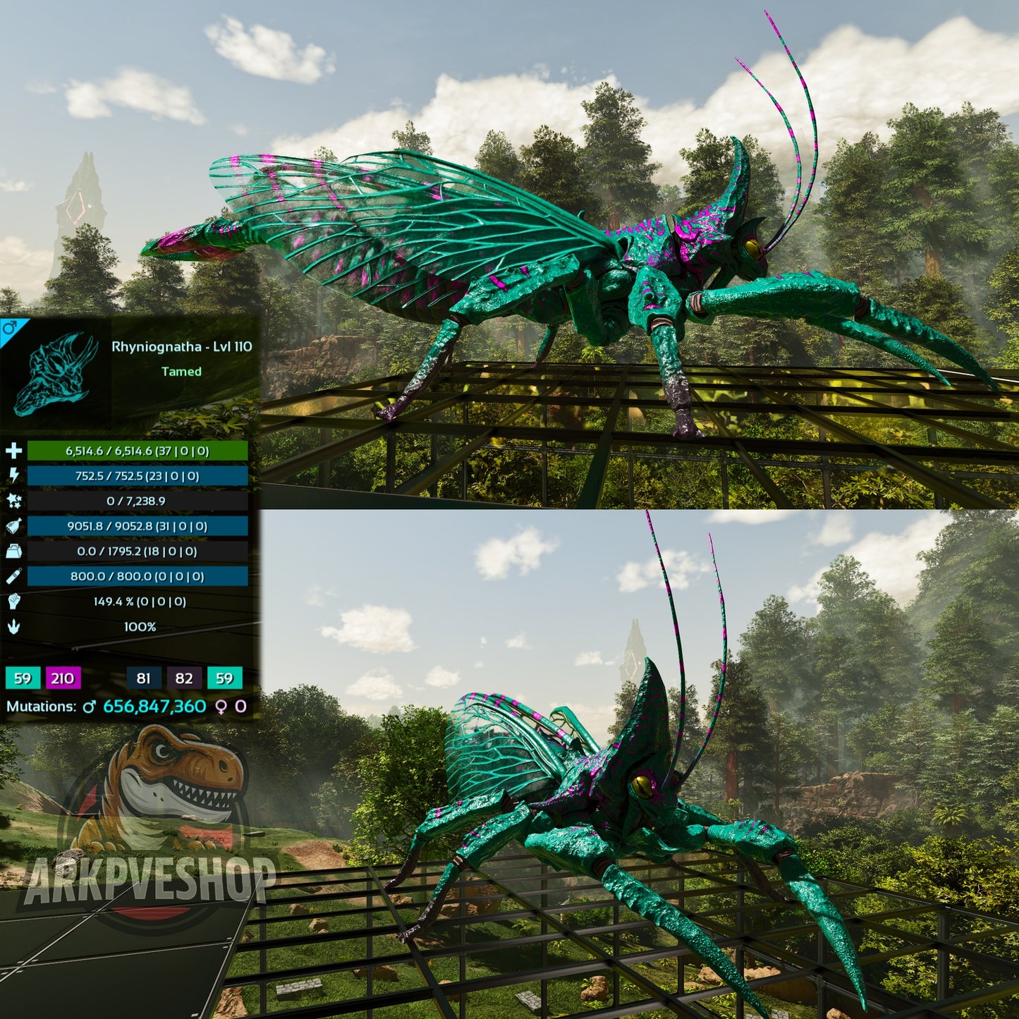 Buy Rhyniognatha / Rhynio Various Colours and Stats