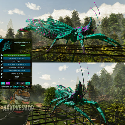 Buy Rhyniognatha / Rhynio Various Colours and Stats