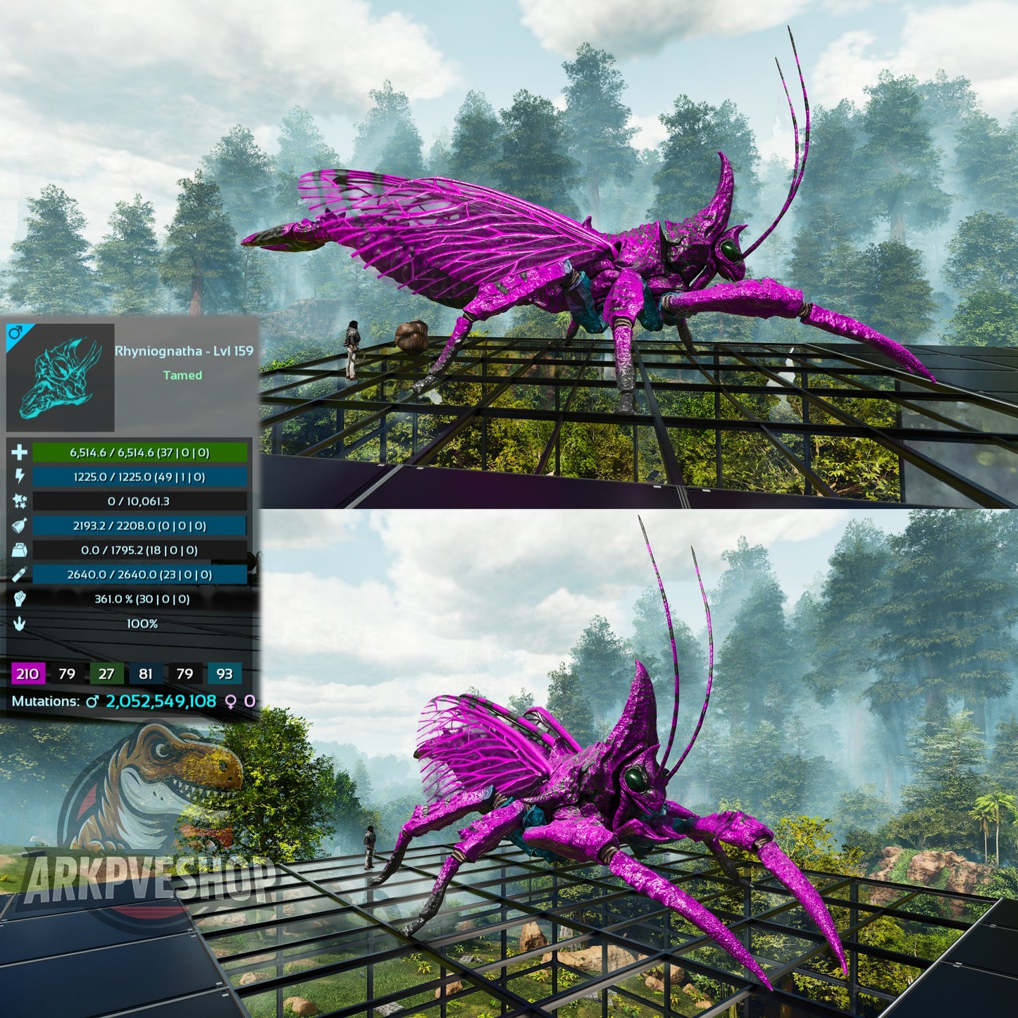 Buy Rhyniognatha / Rhynio Various Colours and Stats
