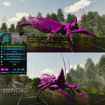 Buy Rhyniognatha / Rhynio Various Colours and Stats