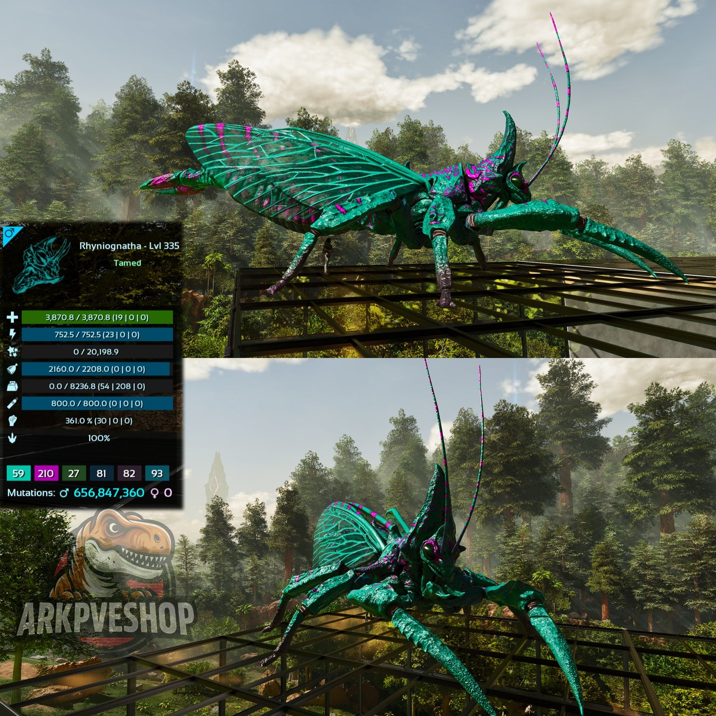 Buy Rhyniognatha / Rhynio Various Colours and Stats