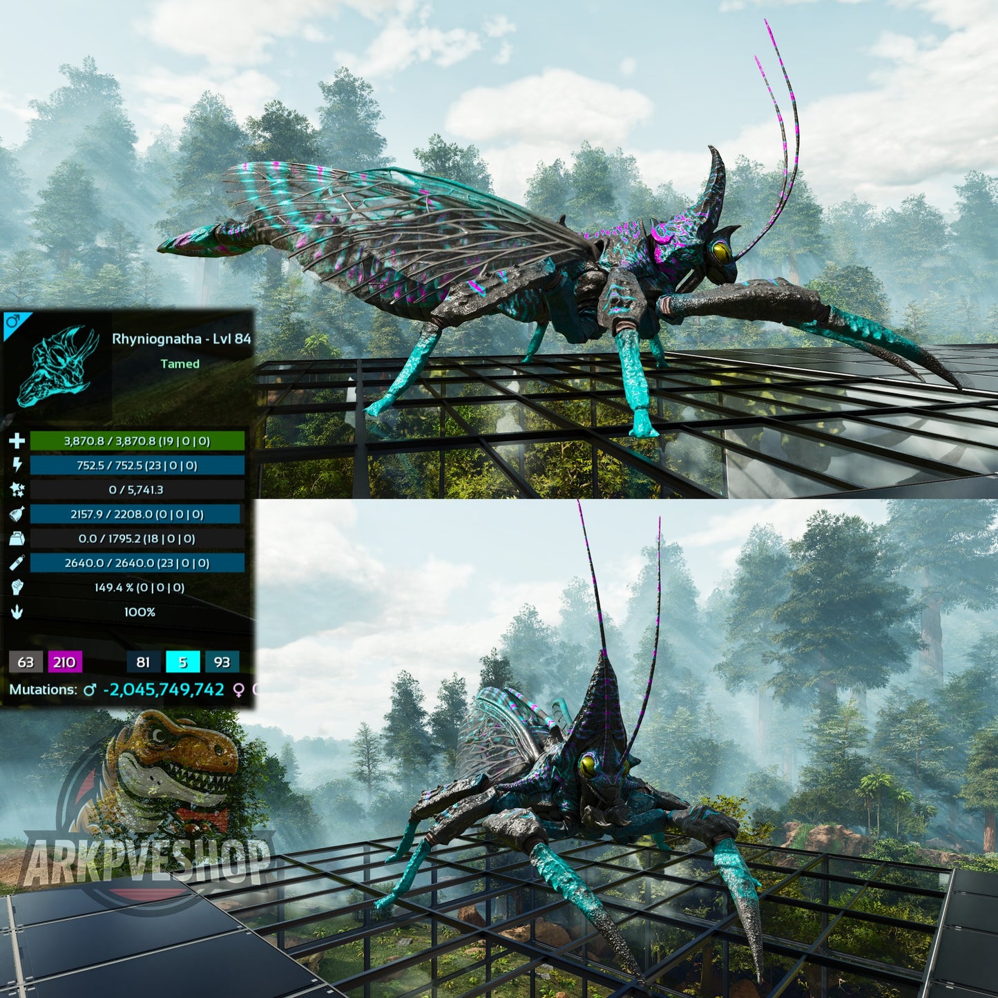 Buy Rhyniognatha / Rhynio Various Colours and Stats