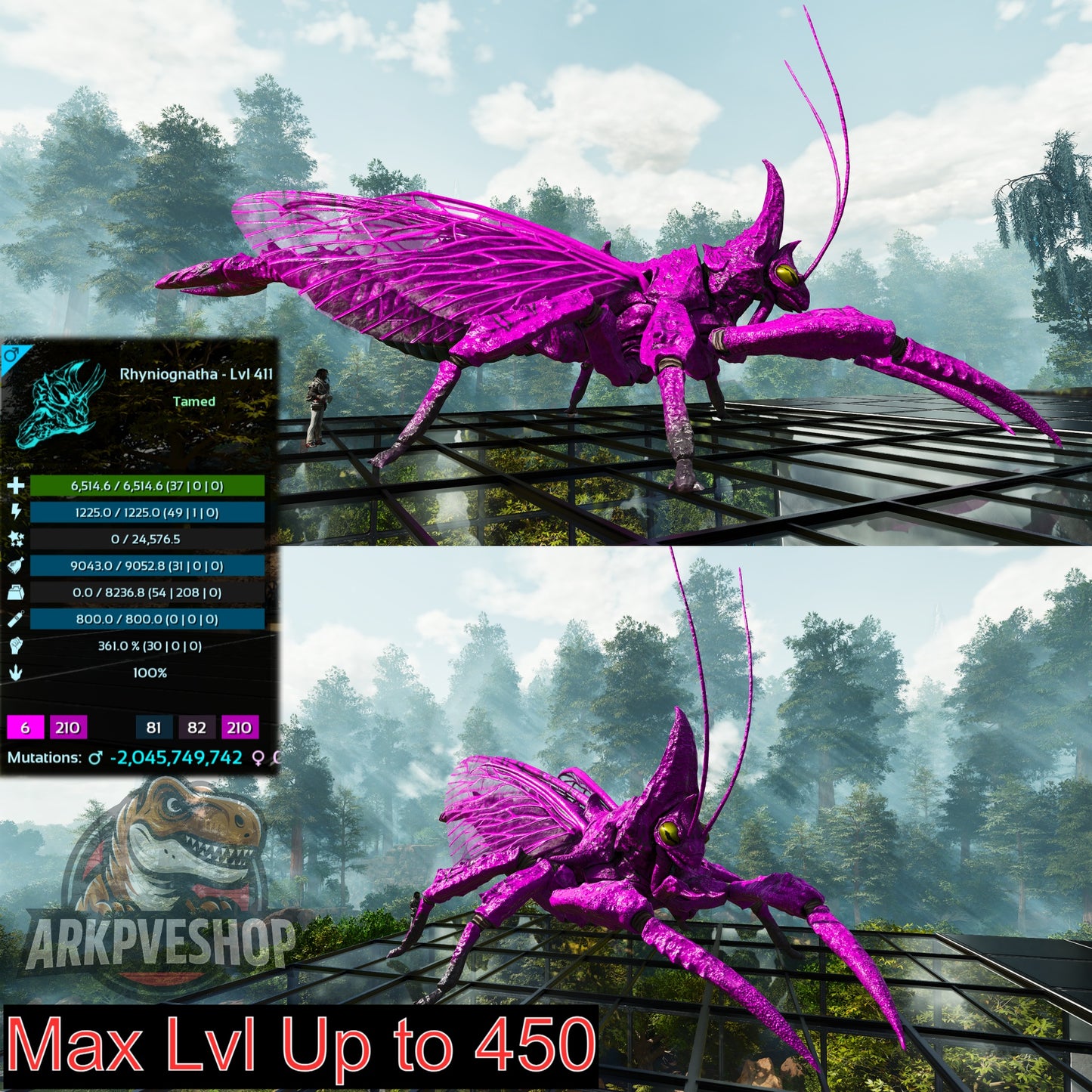 Buy Rhyniognatha / Rhynio Various Colours and Stats