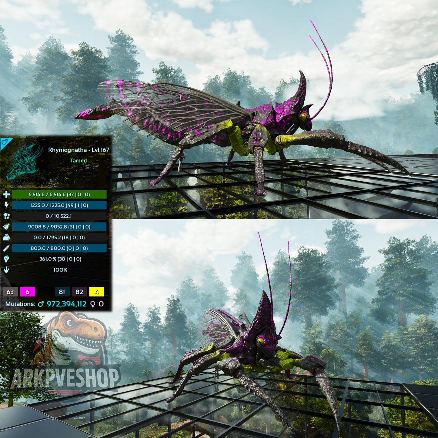 Buy Rhyniognatha / Rhynio Various Colours and Stats