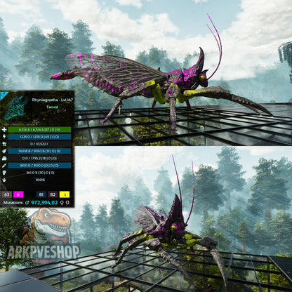 Buy Rhyniognatha / Rhynio Various Colours and Stats