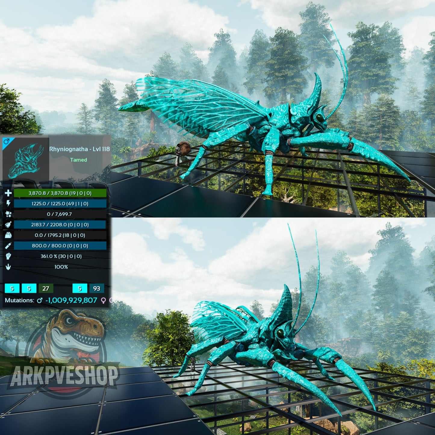 Buy Rhyniognatha / Rhynio Various Colours and Stats