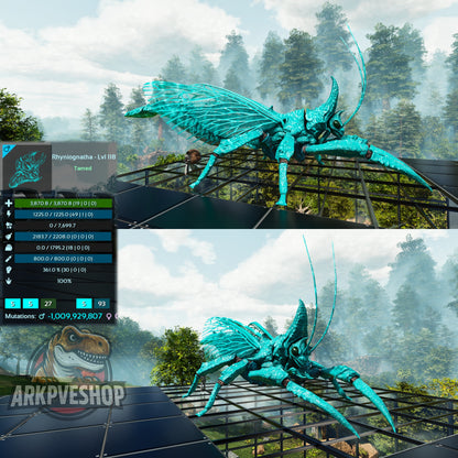 Buy Rhyniognatha / Rhynio Various Colours and Stats