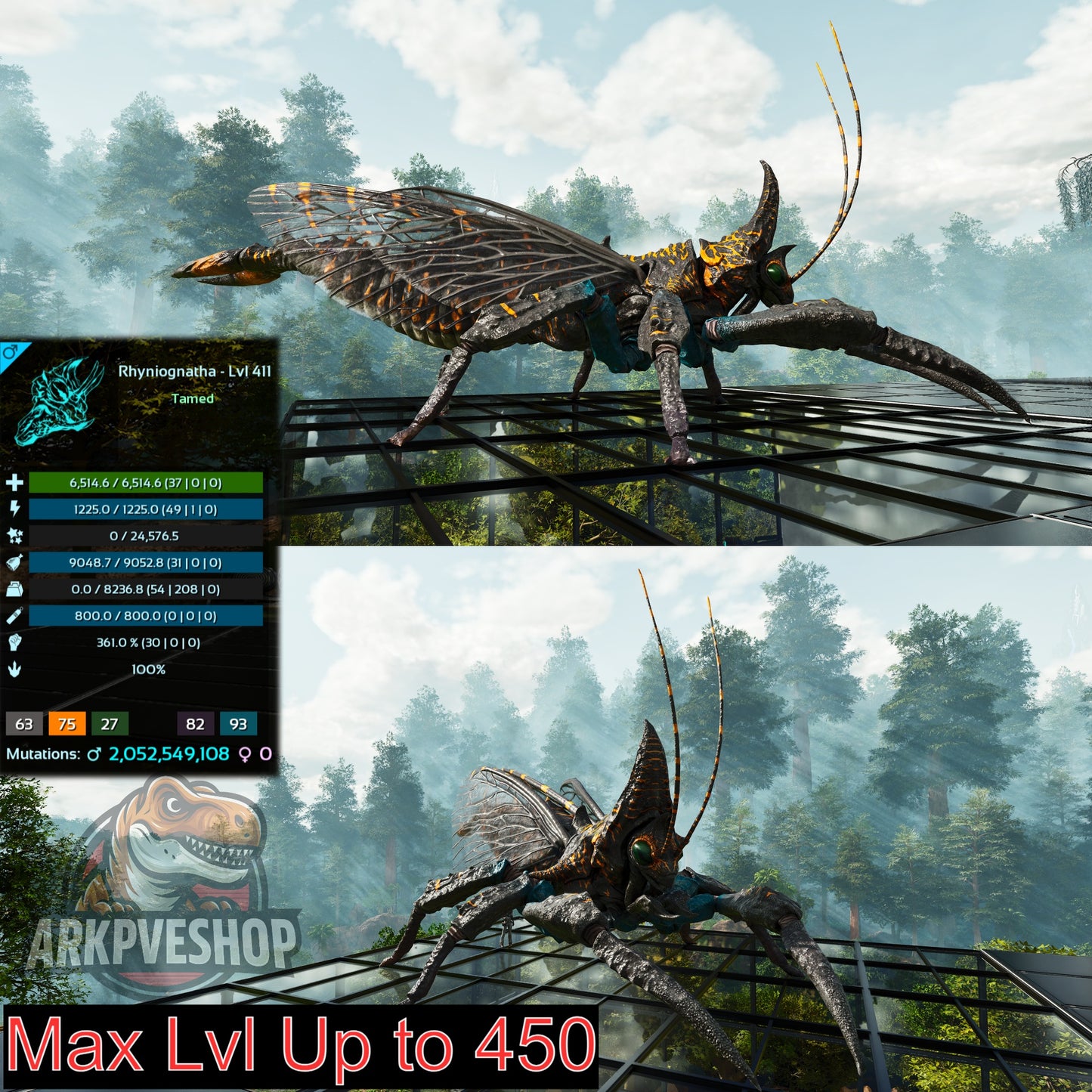 Buy Rhyniognatha / Rhynio Various Colours and Stats