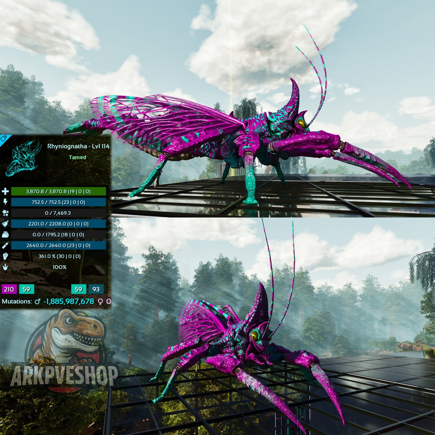Buy Rhyniognatha / Rhynio Various Colours and Stats