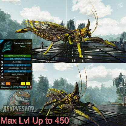 Buy Rhyniognatha / Rhynio Various Colours and Stats