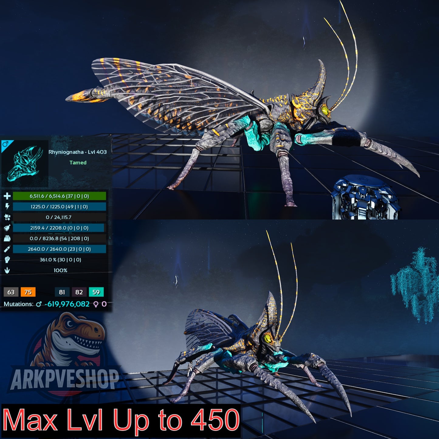 Buy Rhyniognatha / Rhynio Various Colours and Stats