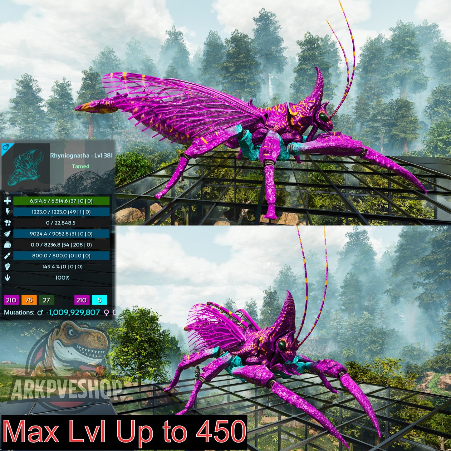 Buy Rhyniognatha / Rhynio Various Colours and Stats