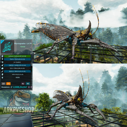 Buy Rhyniognatha / Rhynio Various Colours and Stats