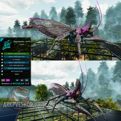 Buy Rhyniognatha / Rhynio Various Colours and Stats