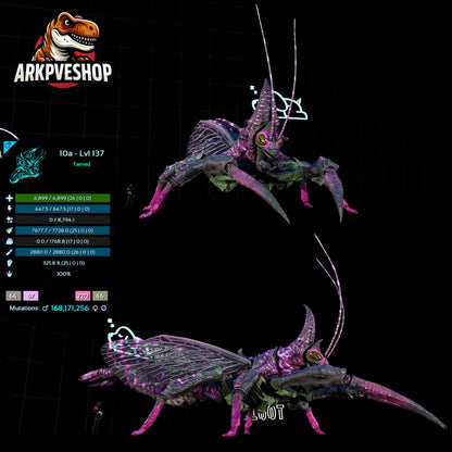 Rhyniognatha Rhynio High&Low Lvls