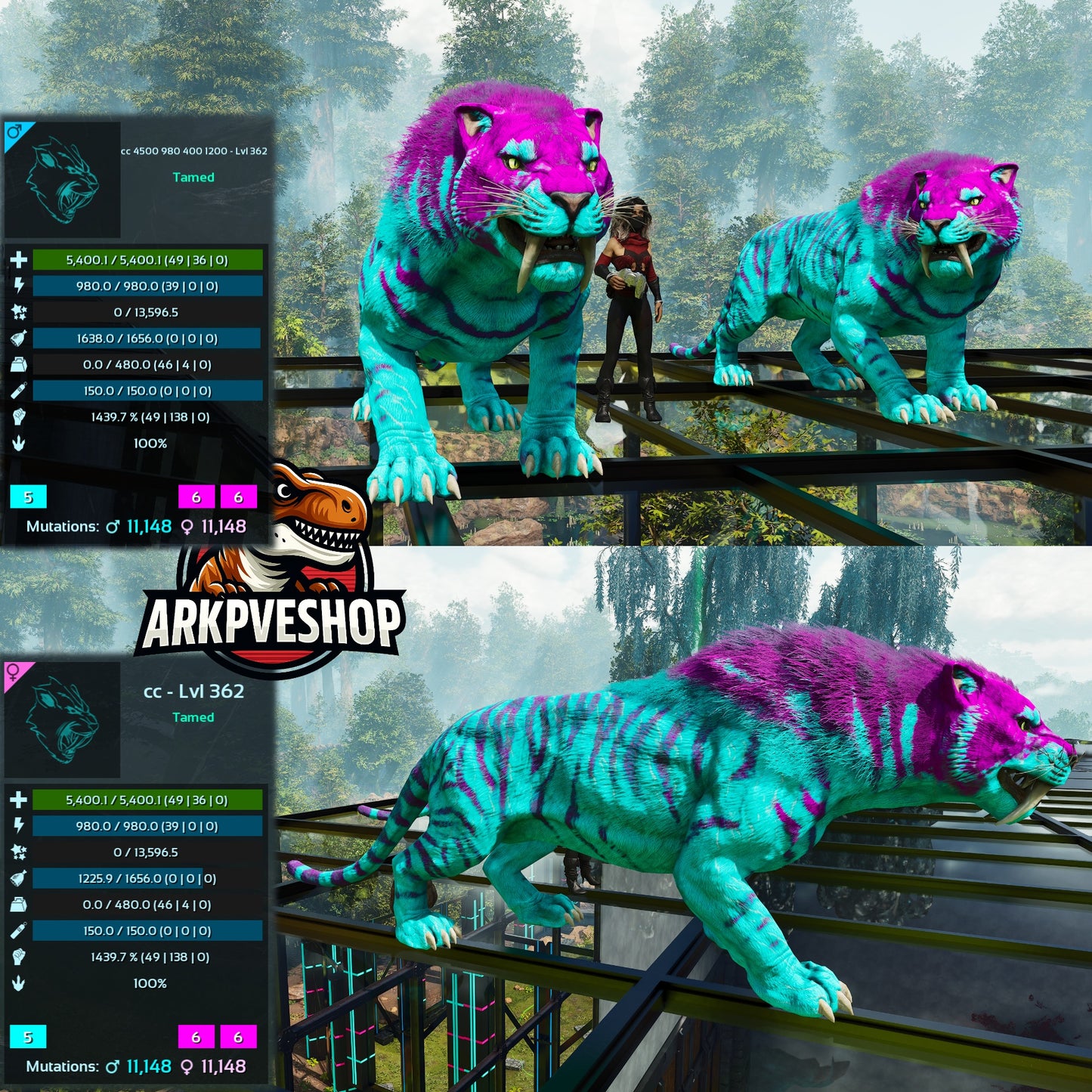 Sabertooth Mixed Colours