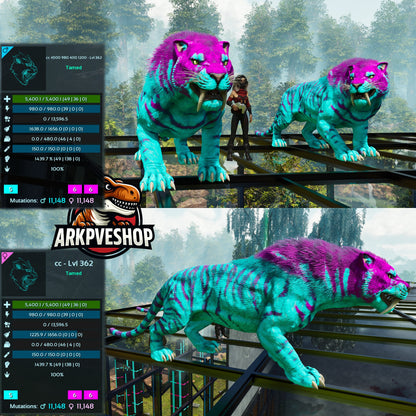 Sabertooth Mixed Colours