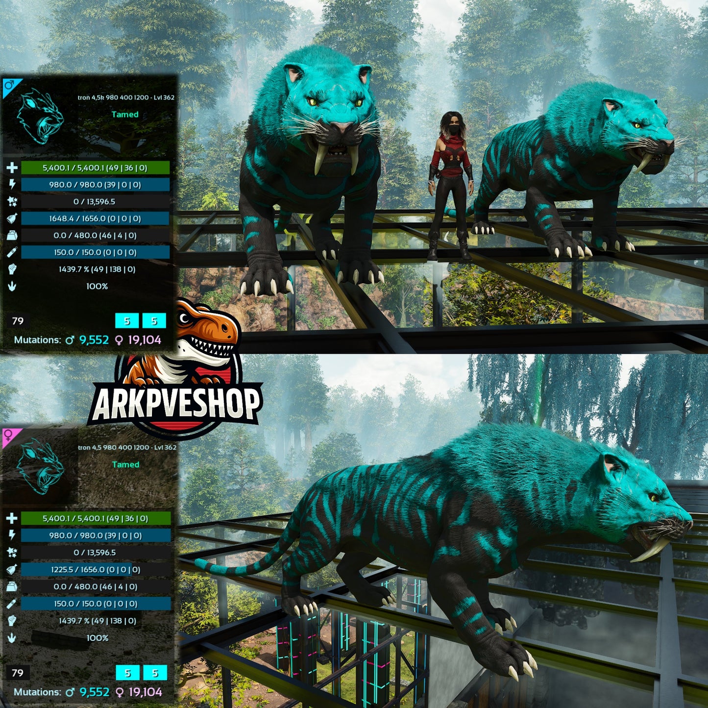 Sabertooth Mixed Colours