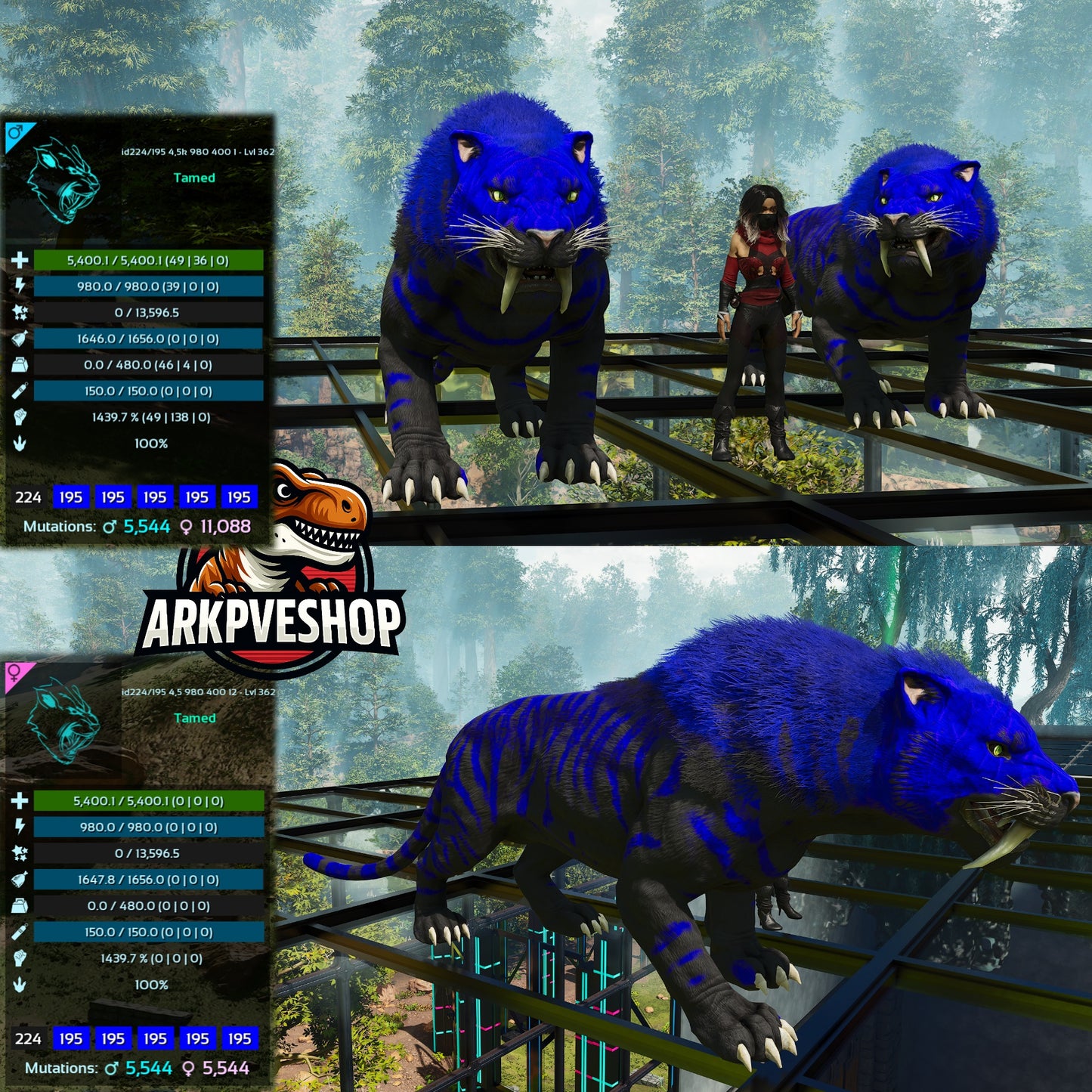 Sabertooth Mixed Colours