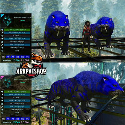 Sabertooth Mixed Colours