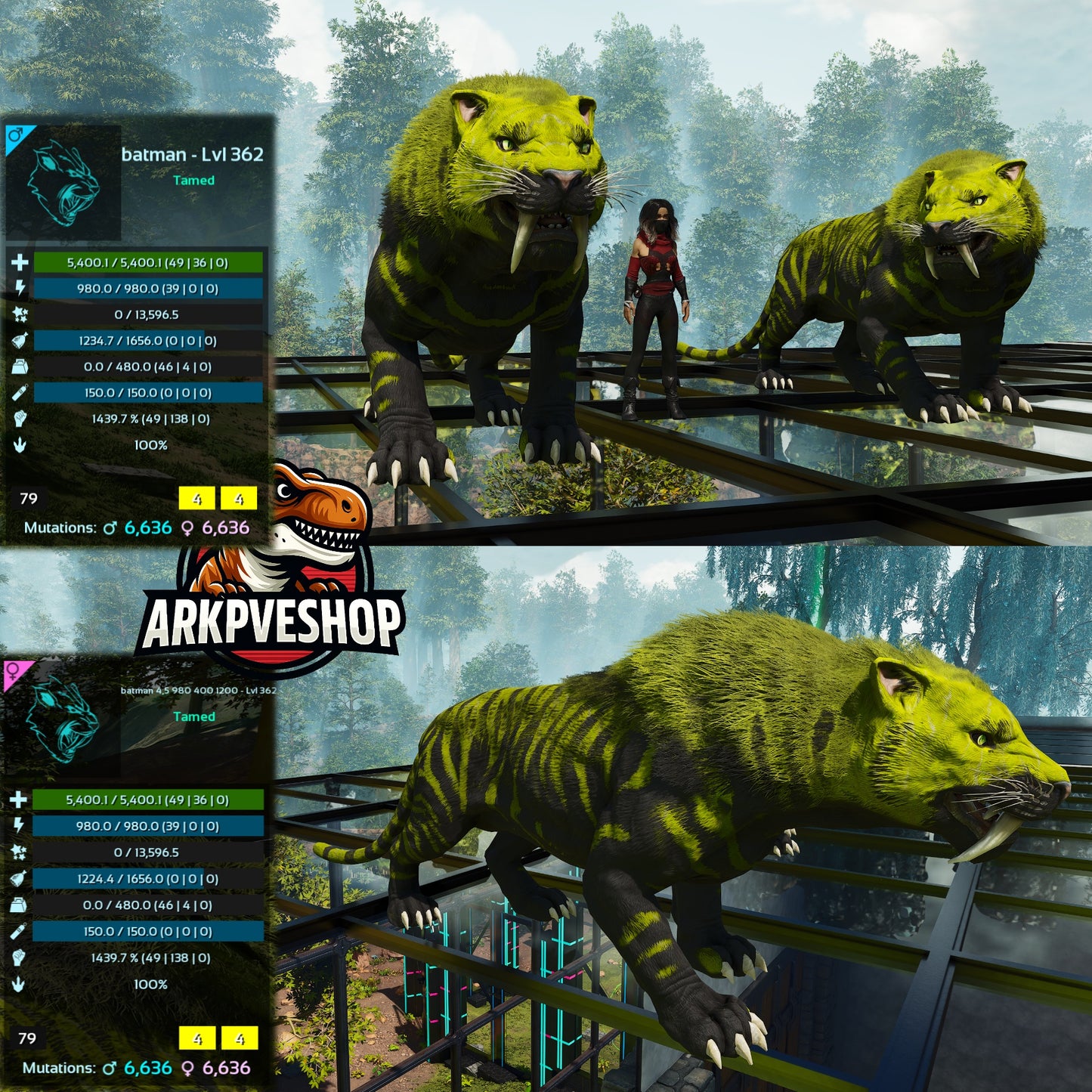 Sabertooth Mixed Colours