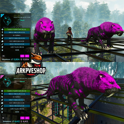 Sabertooth Mixed Colours