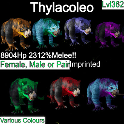 Thylacoleo / Thyla 2312%Melee Imprinted
