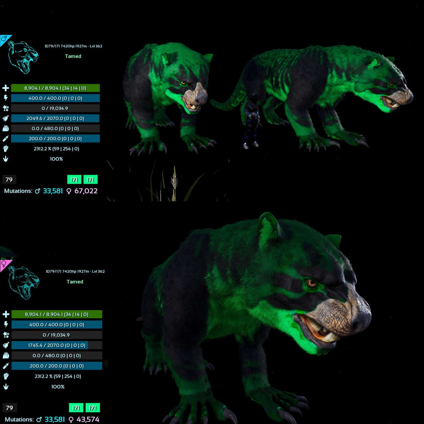Thylacoleo / Thyla 2312%Melee Imprinted