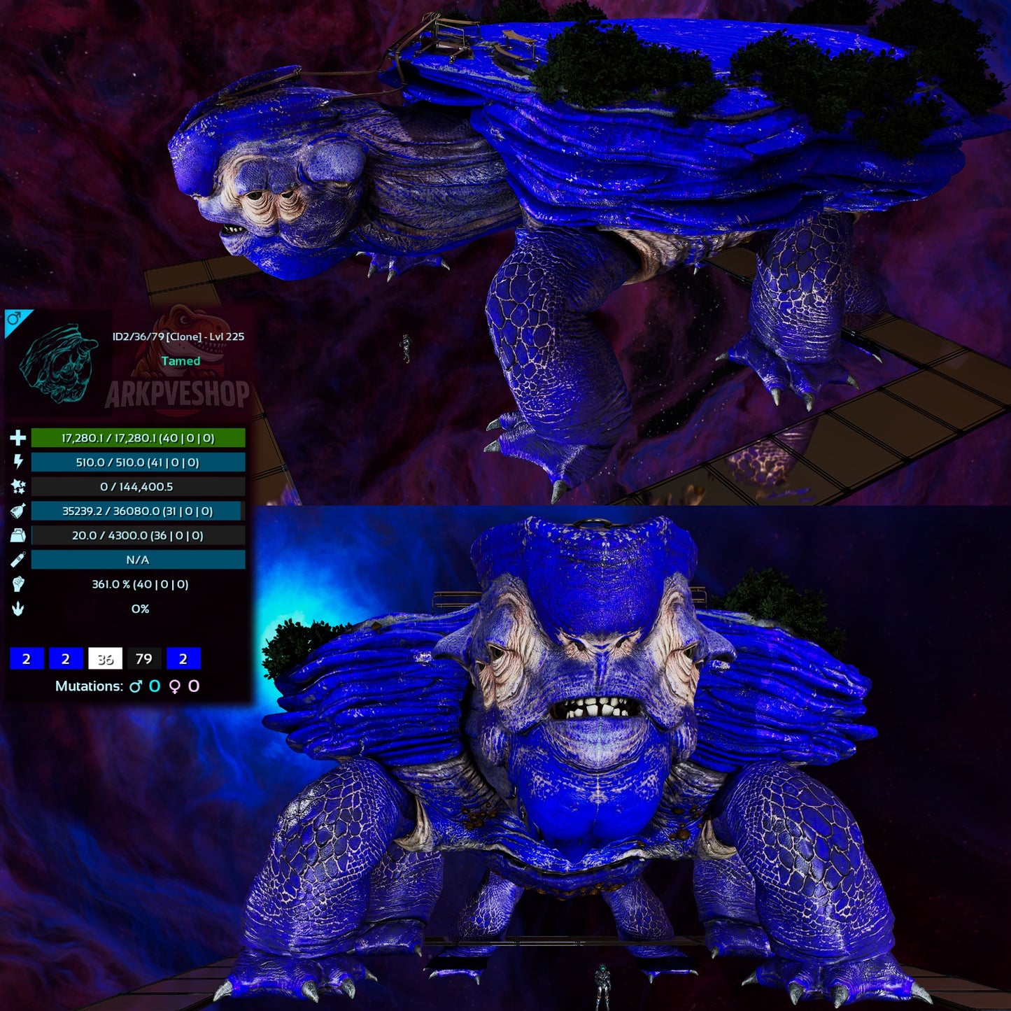 Megachelon Clone